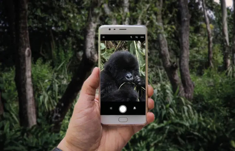 Smartphone Gorilla Regenwald